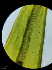 Racomitrium aquaticum