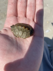 Malaclemys terrapin
