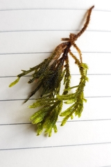 Hyocomium armoricum