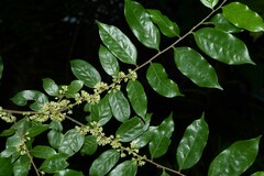 Casearia arborea