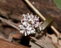 Erigenia bulbosa
