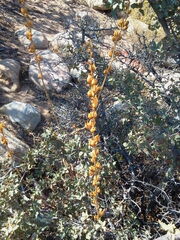 Penstemon