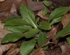 Erigeron pulchellus