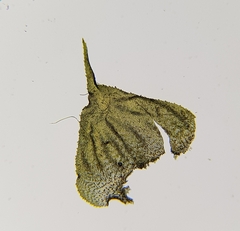 Hyocomium armoricum