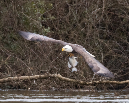Bald Eagle photographed in North Carolina