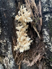 Hericium abietis