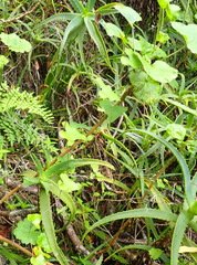 Dioscorea mundii