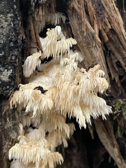 Hericium abietis