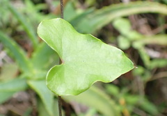 Dioscorea mundii