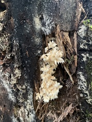 Hericium abietis