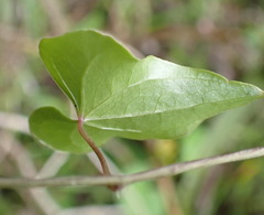 Dioscorea mundii
