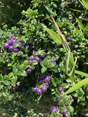 Rhaphithamnus spinosus