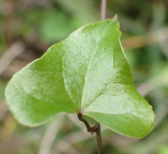 Dioscorea mundii