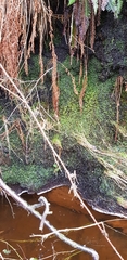 Hyocomium armoricum
