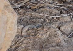 Sceloporus merriami merriami