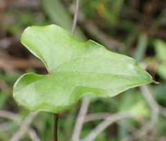 Dioscorea mundii