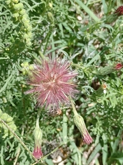 Noticastrum diffusum
