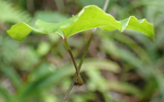 Dioscorea mundii