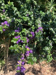 Rhaphithamnus spinosus