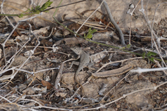 Sceloporus merriami merriami