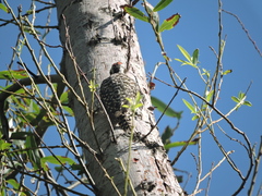 Dryobates mixtus