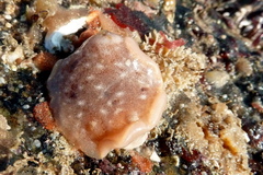Geitodoris planata