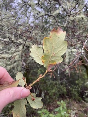 Quercus × subconvexa