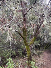 Quercus × subconvexa