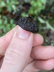 Quercus × subconvexa