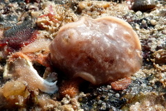 Geitodoris planata