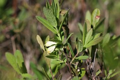 Lonicera villosa