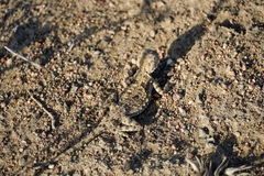 Phrynocephalus helioscopus