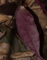Bignonia capreolata