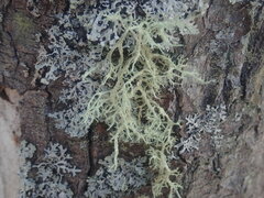 Evernia mesomorpha