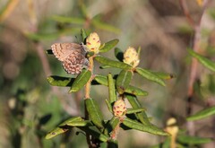 Callophrys niphon