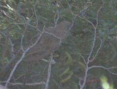 Pseudoseisura gutturalis