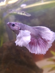 Betta splendens