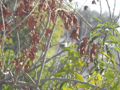 Leiothlypis virginiae