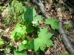 Hydrophyllum canadense