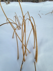 Phalaris arundinacea