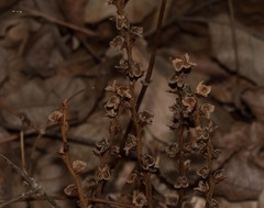 Perilla frutescens