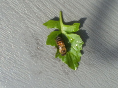 Apis mellifera