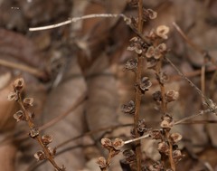 Perilla frutescens