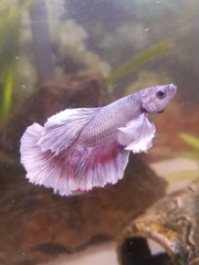 Betta splendens