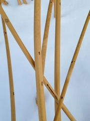 Phalaris arundinacea