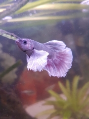Betta splendens