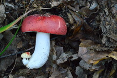 Russula lepida