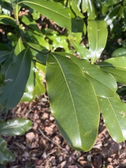 Magnolia grandiflora