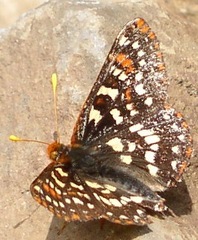 Euphydryas anicia