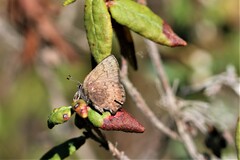 Callophrys augustinus
